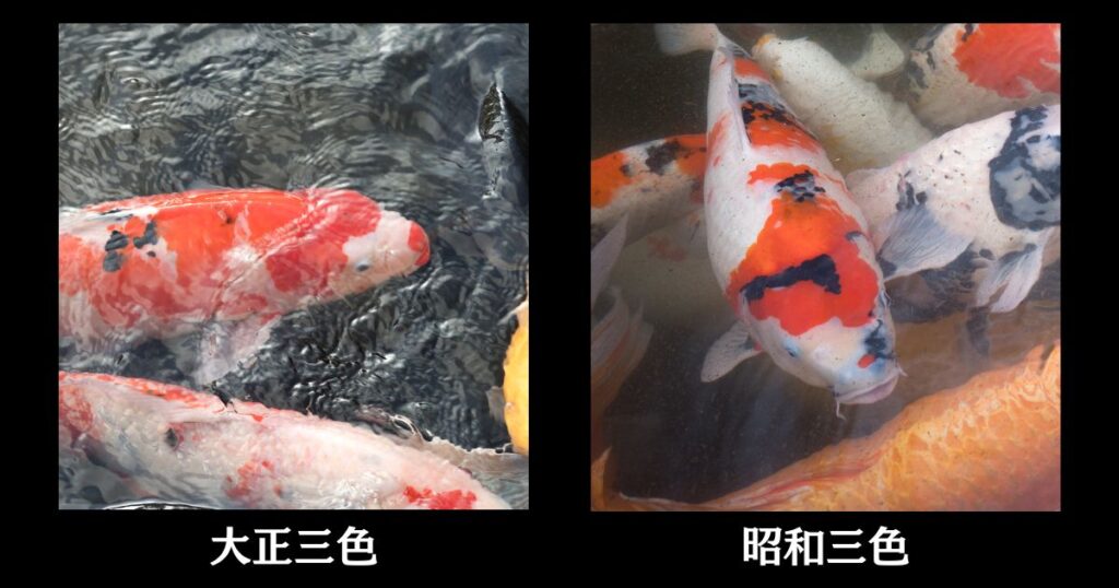 大正三色 48cm 錦鯉 大正三色の通販