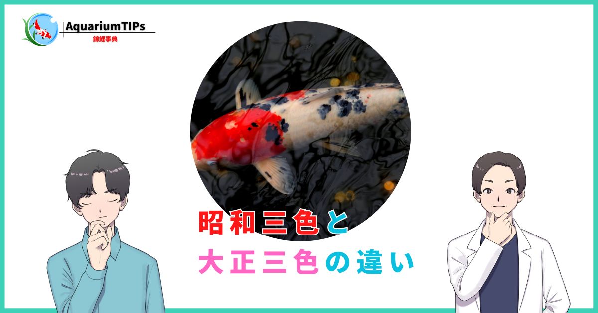 錦鯉が飼えなくなった！引き取り先はどこ？手放す手引き 