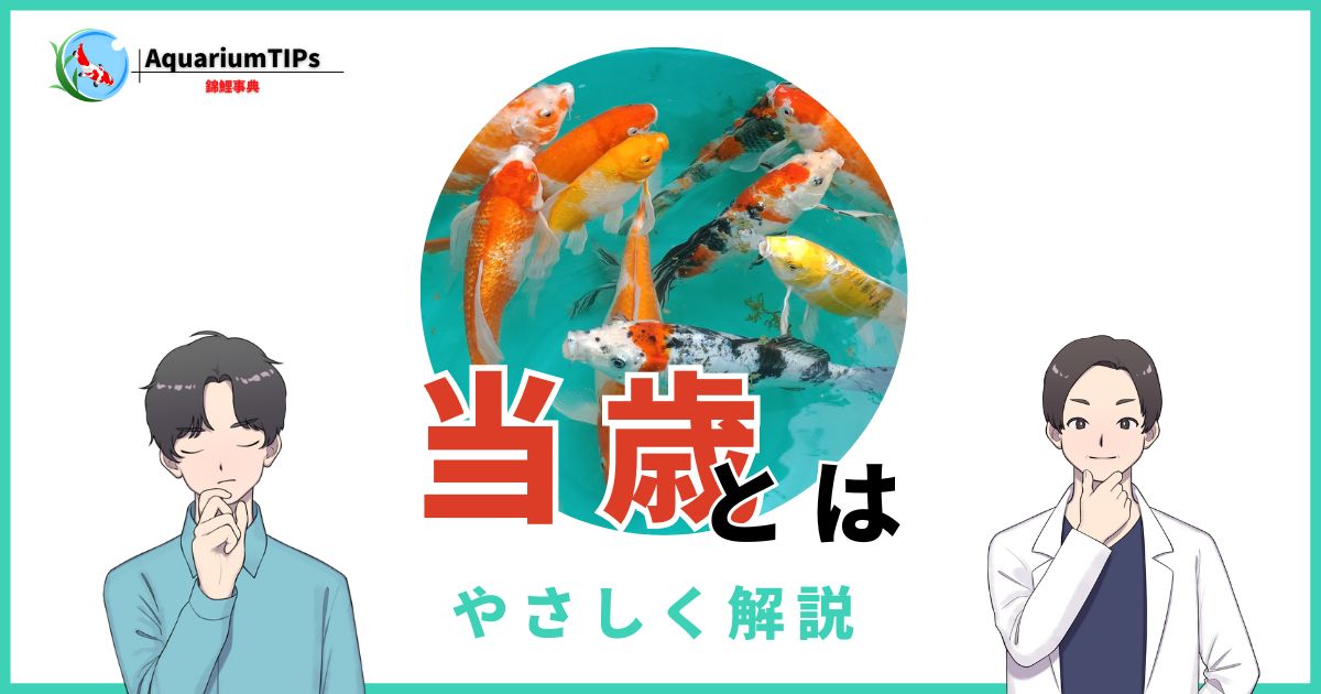 錦鯉の当歳とは？選び方・育成方法とジャンボ当歳の基準を解説 