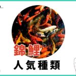 【決定版】錦鯉の種類と人気ランキングTOP12
