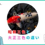 昭和三色と大正三色の違いの見分け方とどちらが高いか解説