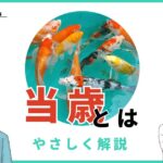 錦鯉の当歳とは？