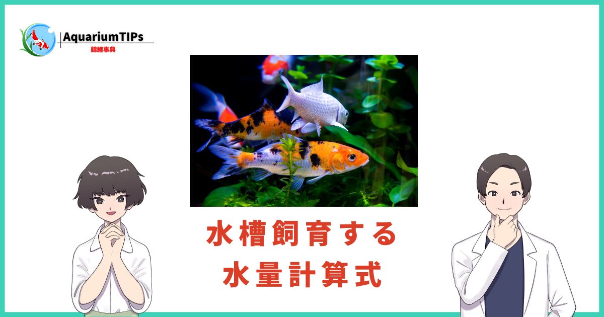 錦鯉を水槽飼育する水量計算式と60cm〜90cm水槽で飼育できるサイズ | アクアリウムTIPS「錦鯉事典」