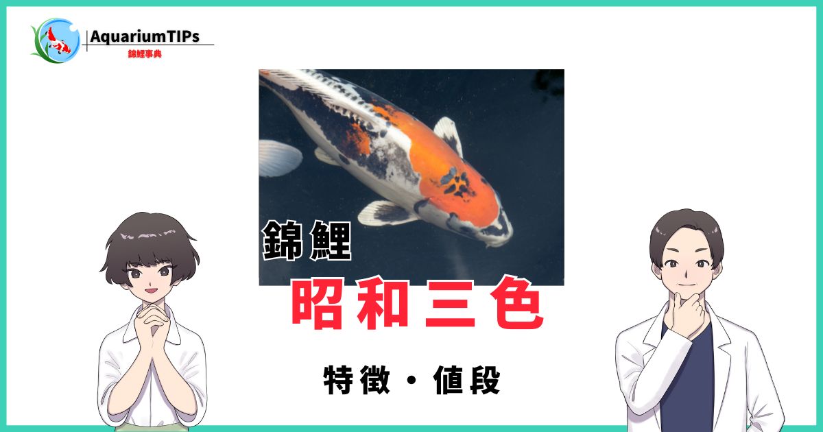 錦鯉 昭和三色の特徴と選び方・販売値段やオークション値段まとめ 