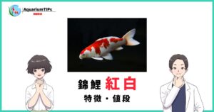 錦鯉 昭和三色の特徴と選び方・販売値段やオークション値段まとめ 