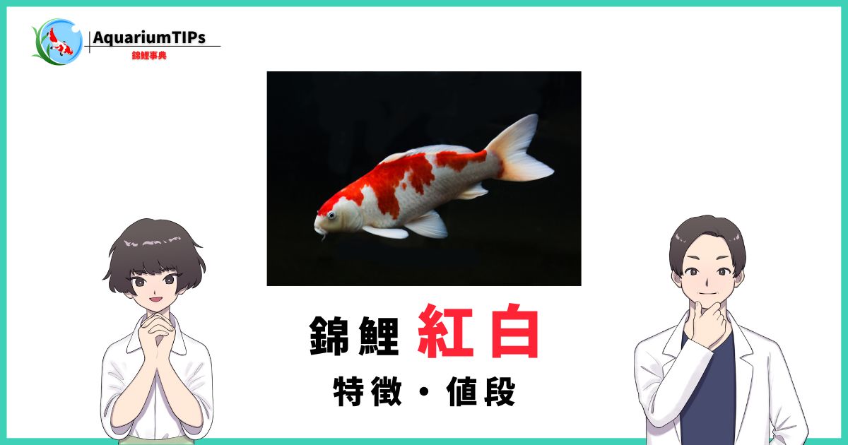 錦鯉 昭和三色の特徴と選び方・販売値段やオークション値段まとめ 