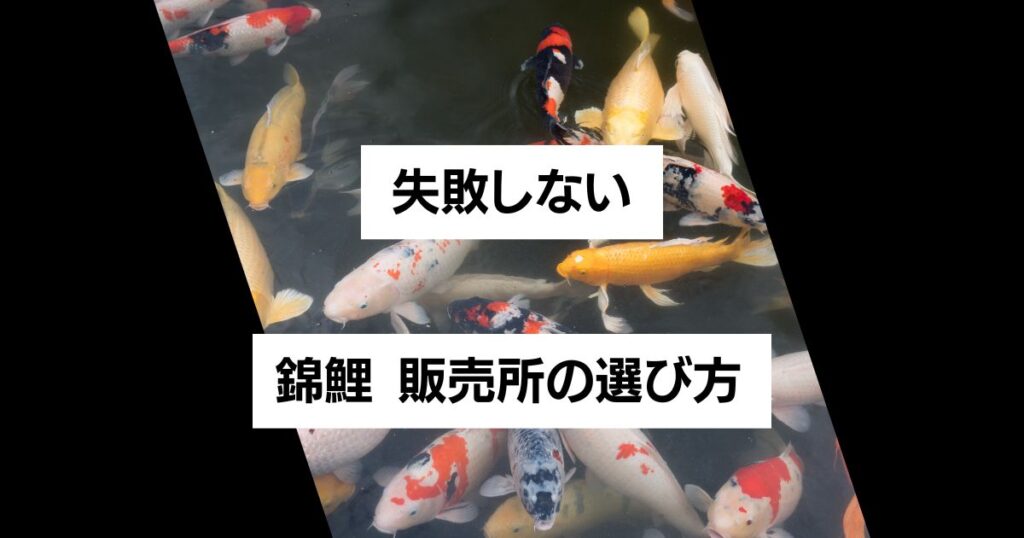 【必読】錦鯉の販売所・信頼できるネット販売の選び方！ヤフオクは危険？