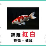 錦鯉紅白の選別値段・販売価格まとめ