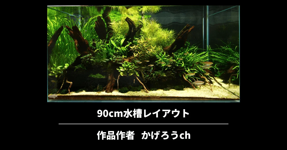 90cm水槽レイアウトの立ち上げと植栽｜流木を使った構図 