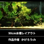 90cm水槽レイアウトの立ち上げと植栽｜流木を使った構図