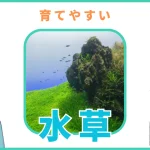 初心者おすすめ水草