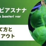 アヌビアスナナの育て方
