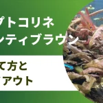 クリプトコリネ ウェンティー ブラウンの育て方