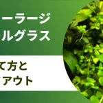 ニューラージパールグラスの植え方や育たない時に確認すること