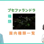 ブセファランドラの種類