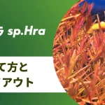 ロタラsp.Hra（ベトナム）