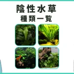 陰性水草の種類