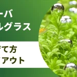 キューバパールグラスの植え方と根付くまでミスト式co2なしで良い理由