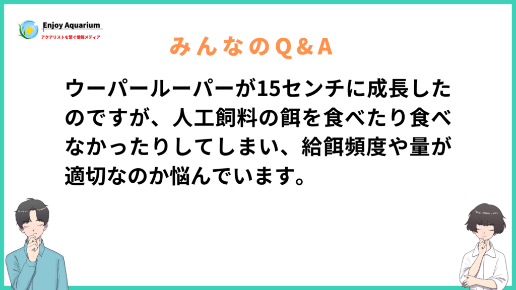 ウーパールーパー 15センチ 餌