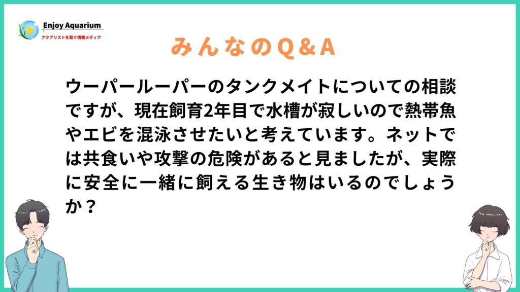 ウーパールーパー タンクメイト