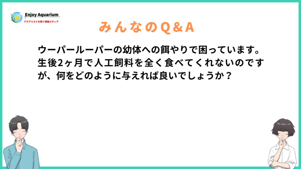 ウーパールーパー 幼体 餌