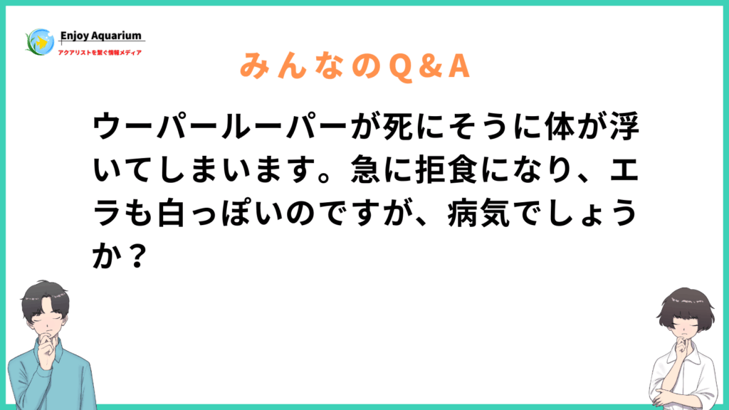 ウーパールーパー 死