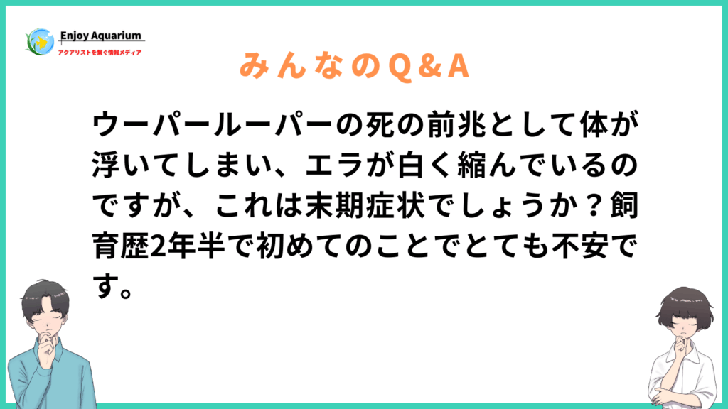 ウーパールーパー 死 の 前兆