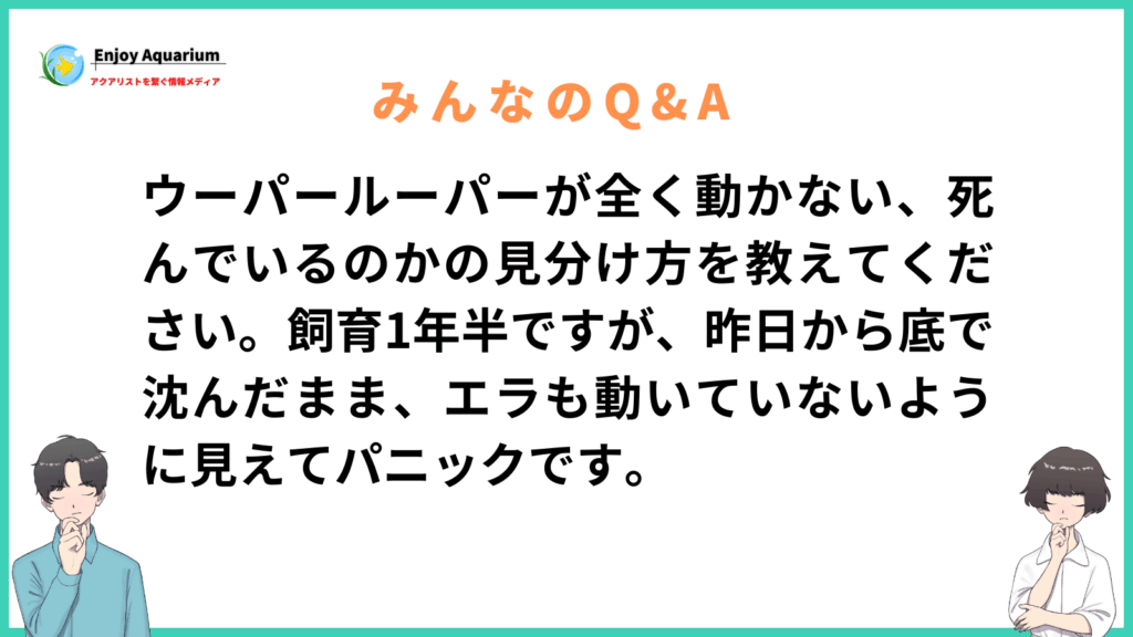 ウーパールーパー 死 見分け