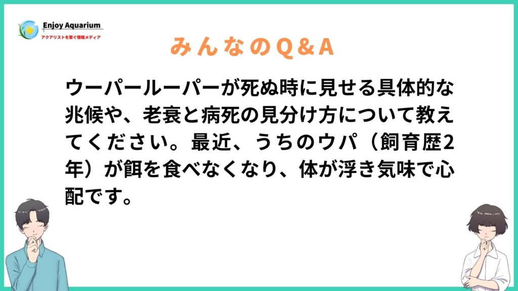 ウーパールーパー 死ぬ時