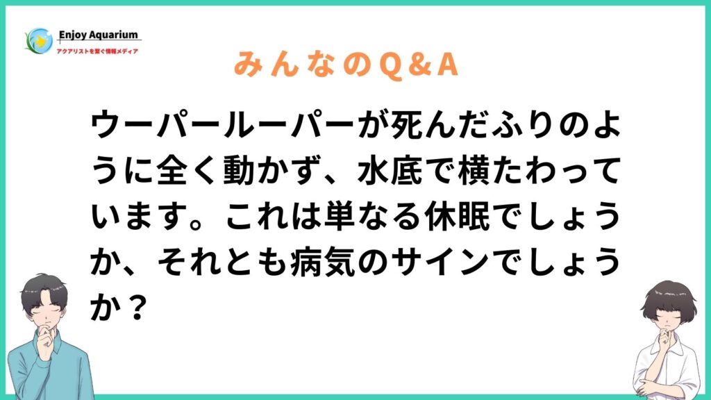 ウーパールーパー 死んだふり