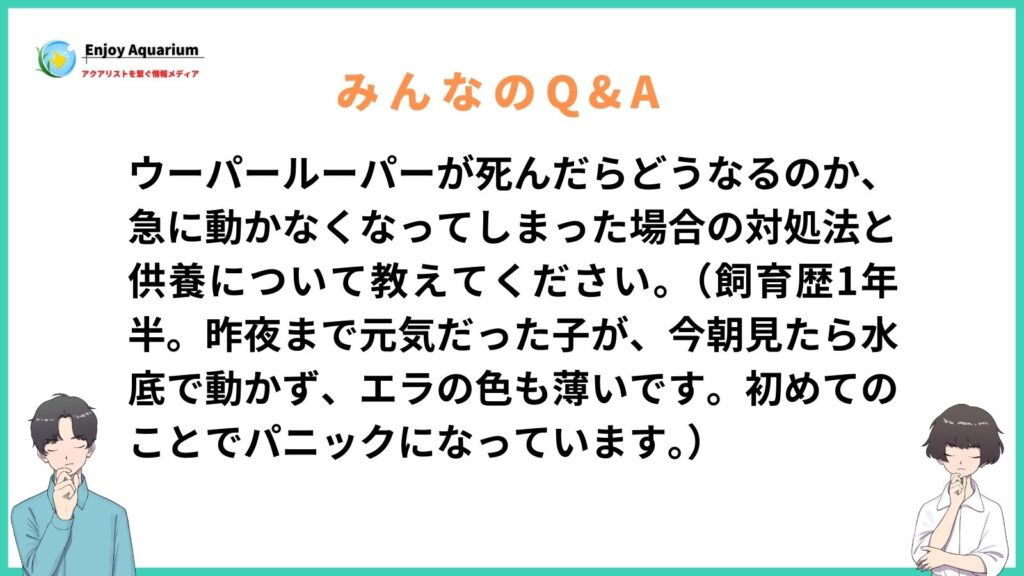 ウーパールーパー 死んだらどうなる