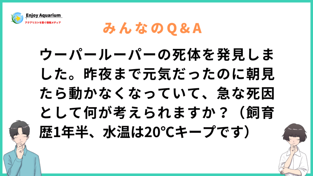 ウーパールーパー 死体