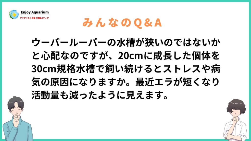 ウーパールーパー 水槽 狭い