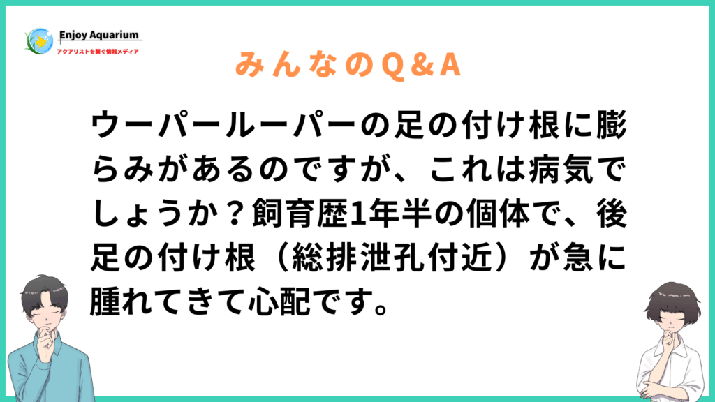 ウーパールーパー 足 の 付け根 膨らみ