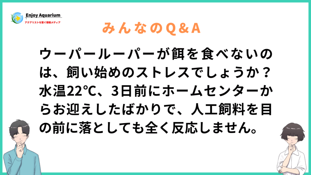 ウーパールーパー 餌 食べ ない 飼い始め