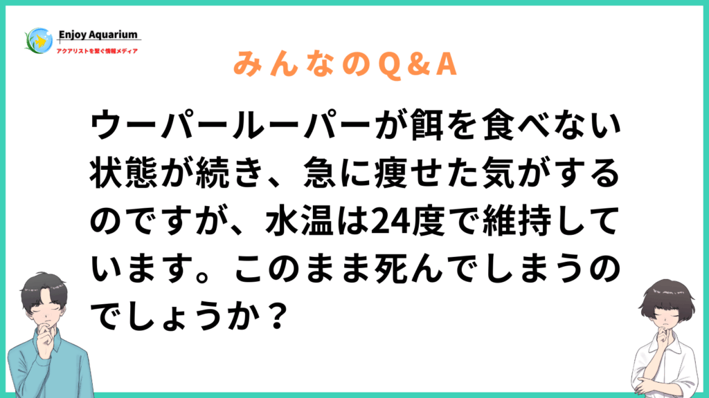 ウーパールーパー 餌 食べない 痩せた