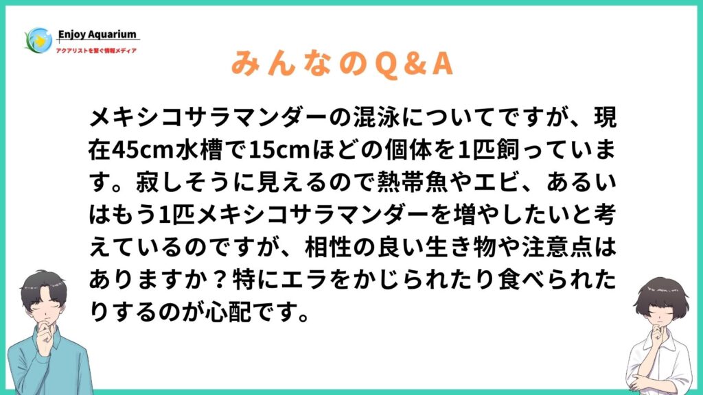 メキシコサラマンダー 混泳