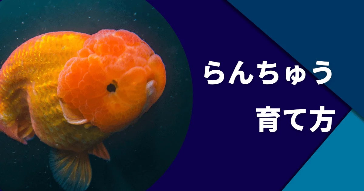 らんちゅう(金魚)の飼い方と適正水槽サイズ・寿命・販売値段相場 