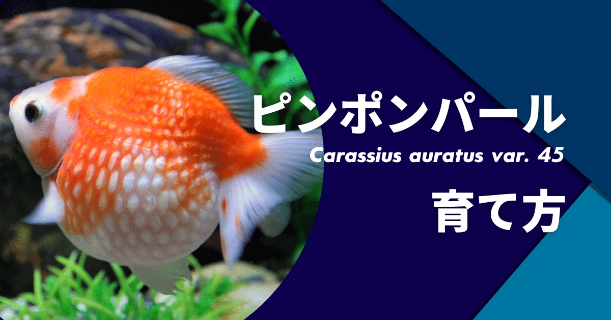 金魚コメットを巨大化する飼い方と寿命・性格で分かる混泳相性 