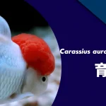 丹頂金魚の寿命や値段・飼い方(病気・混泳・餌)を解説