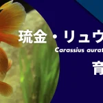琉金（リュウキン）の寿命や種類は？飼い方のコツを紹介