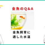 金魚に適した水温は15度〜25度！夏と冬で違う飼い方