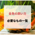 金魚の飼い方・ポンプなしのリスクと初心者が簡単に育てるコツ