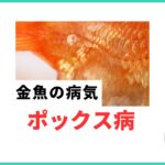 金魚 ポックス病