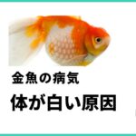 金魚 病気 白い