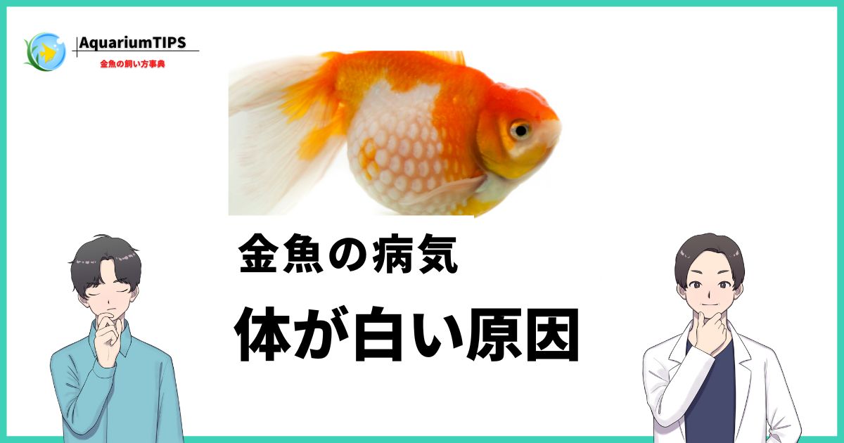 金魚 病気 白い