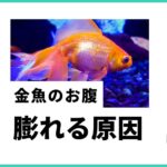 金魚 病気お腹が膨らむ