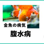 金魚 腹水病