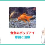 金魚のポップアイ原因と治療方法