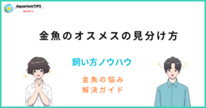 【簡単】金魚のオスメスの見分け方